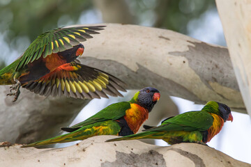 Morning in the Canopy