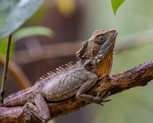 Boyd’s Forest Dragon in Rainforest Habitat