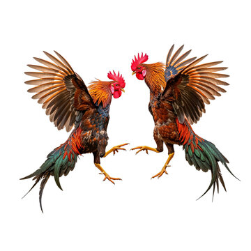 Two fighting roosters displaying feathers isolated on transparent background