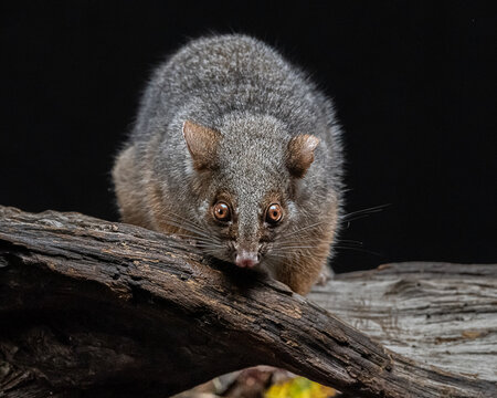 Common Ringtail Possum on Fallen Log