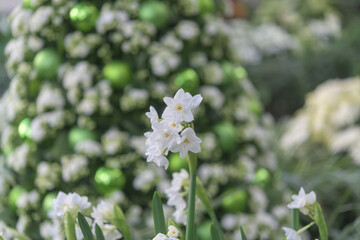 defocused holiday tree background and paperwhites (Narcissus papyraceus) fragrant, winter‑blooming bulbs in a floral display