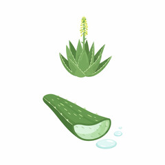 Natural Aloe Vera Plant for Health and Beauty Benefits