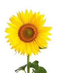 Obraz premium Bright sunflower on white