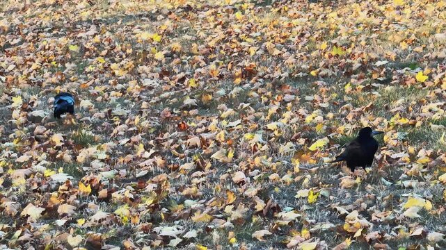 Two Black Crows Walking on Ground Covered with Colorful Autumn Leaves in Park