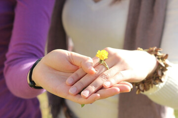 A tender gesture of friendship, with hands gently holding a small yellow flower
