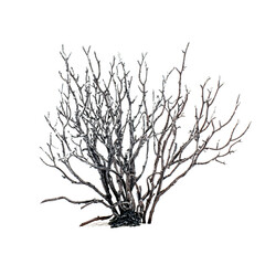 Obraz premium metallic, leafless shrub with silvery branches against a tree transparent background