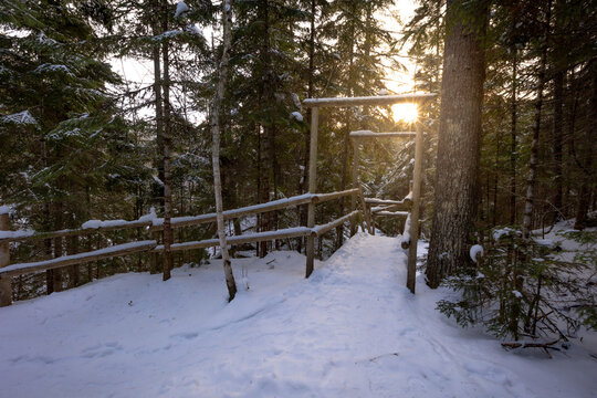 forest hiking path in the snow 