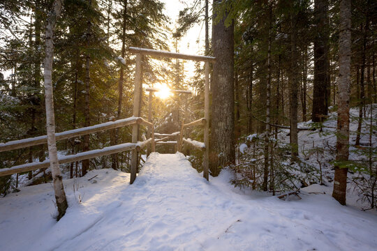 snowy hiking trail with sun setting behind pine trees
