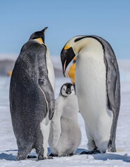 Pinguins 