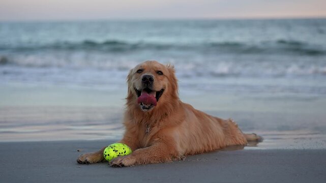 Happy Golden Retriever chilling on the beach