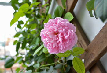 Fototapeta premium A stunning close-up of a Spirit of Freedom rose in full bloom, showcasing its delicate pink petals and lush green foliage