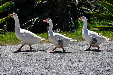 White geese walking on rocky shore near turquoise lake tropical nature wildlife © Mahalo 