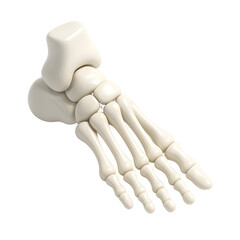 3D rendering of the bones of the human foot, illustrating structure, podiatry, movement, and joint anatomy.