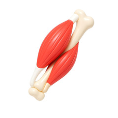 Detailed 3D illustration of human arm muscles, representing myology, strength, fitness, and movement.
