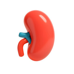 3D rendering of the human spleen, illustrating its role in the circulatory and immune systems.