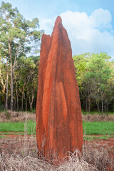 A giant vibrant coloured ant hill photographed in the Cape York Peninsula, Queensland Australia.