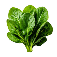 Fresh spinach leaves isolated on white background