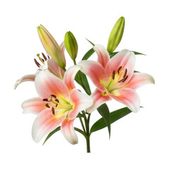 Obraz premium A bouquet of pink and white lilies with green leaves png transparent