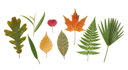 A collection of various autumn leaves arranged on a png transparent