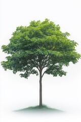 Obraz premium single lush green tree with broad leafy canopy and slender trunk standing on a small grassy mound isolated against a white background peaceful and serene