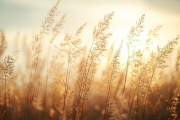 Backlit tall wild grasses and seed heads in a golden meadow at golden hour, warm soft light and gentle haze evoking a peaceful, dreamy, tranquil mood