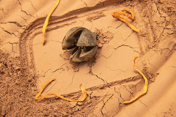 The patterns formed by clay, sand, and soil are embellished with wild fruit props. The layout is simple and has Middle Eastern and American Western styles, which are relatively simple. The design incl