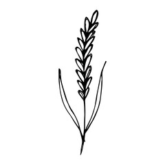Hand drawn cereal wheat oat rye barley rice ears spikelet clipart Organic wheat bread agriculture farming harvest healthy food Single element for print packaging label design decor