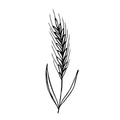 Hand drawn cereal wheat oat rye barley rice ears spikelet clipart Organic wheat bread agriculture farming harvest healthy food Single element for print packaging label design decor