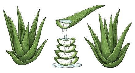 Illustration of fresh aloe vera plants and a depiction of aloe gel being extracted from a leaf and dripping onto stacked slices.