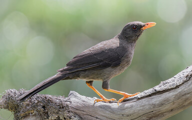 Turdus fusGreat Thrush (Turdus fuscater) perched on branch, orange bill and legs, Colombiacater