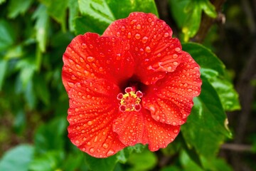 Hibiscus flower blooming outdoors with vibrant petals and natural green leaves, captured in soft daylight, ideal for nature, tropical, garden, and floral background concepts.