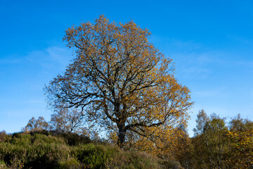 Birch tree in golden fall color foliage on a ridgeline with sunny blue sky in background, Glen Affric National Nature Reserve, Scottish Highlands, Scotland, UK
