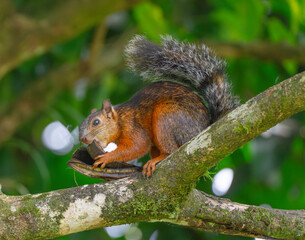 red squirrel sitting on a tree branch eating