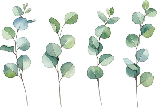 Set of watercolor eucalyptus leaves illustration collection. Hand drawn silver dollar and gum tree eucalyptus branches. Decorative elements for design isolated on transparent background