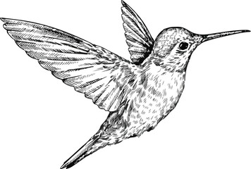 Hand Drawn Hummingbird Illustration in Black and White, Flying Bird Sketch