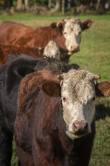 Curious Cows looking towards camera
