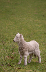New born lamb in a field