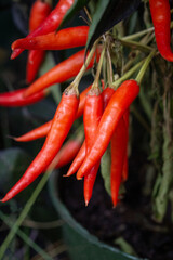 Close Up of Chilli peppers