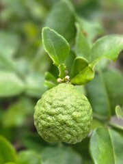 Kaffir lime on tree
