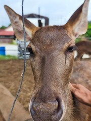 Close-up of a Sambar Deer's face in a pen with a person petting it