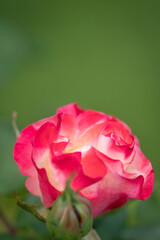 Tropical Delight Rose