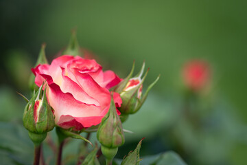 Tropical Delight Rose