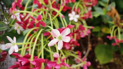 pink and white flowers, Rangoon creeper (Combretum Indicum) flowers, close up view