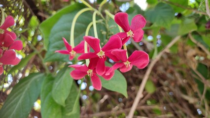 pink and red flower, Rangoon creeper (Combretum Indicum) flowers, close up view