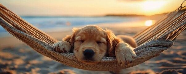 Cute golden retriever puppy sleeping peacefully in a hammock on a sandy beach at sunset with blurred ocean background