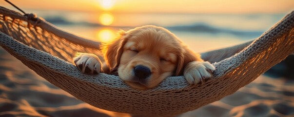golden retriever puppy sleeping peacefully on a hammock during a warm sunset at the beach