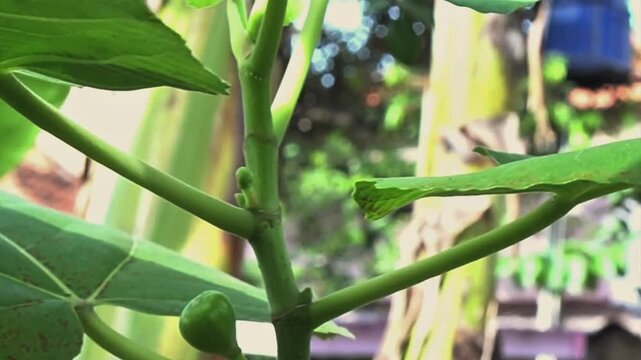 video of fresh  fig fruit hanging on the tree branch, emphasizing healthy organic superfood, agriculture, gardening, and natural freshness concepts for culinary and wellness projects