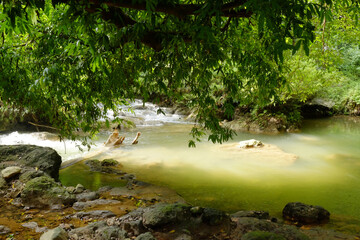 Lush Green Forest Stream: Peaceful Nature Landscape with Water