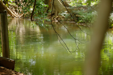 Tranquil Green River in a Shady Tropical Forest Setting