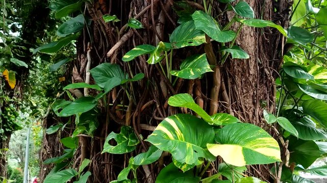 Golden Pothos or Devil's Ivy (Epipremnum aureum) which climbs trees